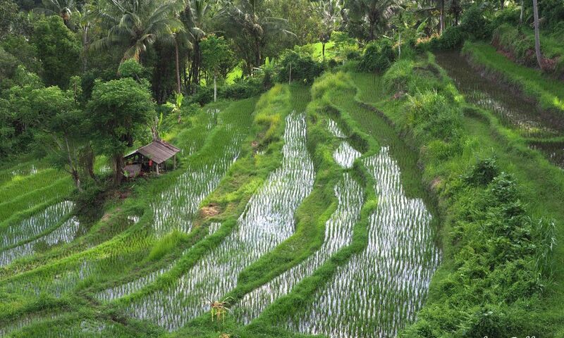 Bali Dalış ve Kültür Turu
