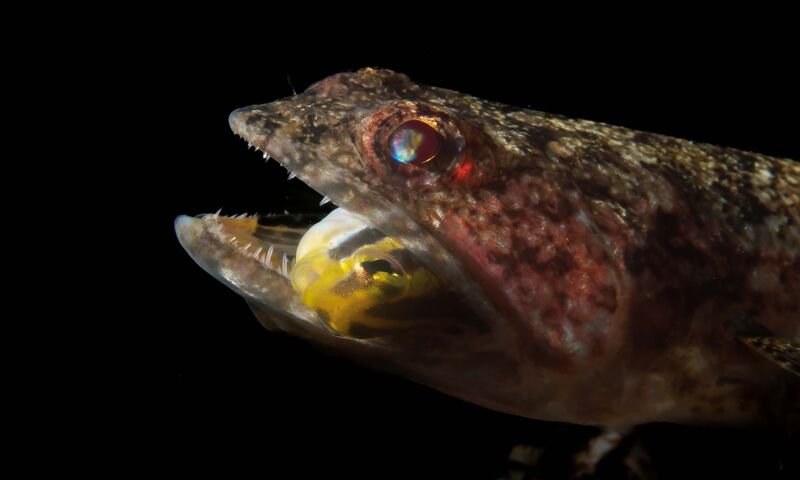 Bülent Şelli ile LEMBEH  Sualtı Fotoğrafında MAKRO Atölye Çalışması 