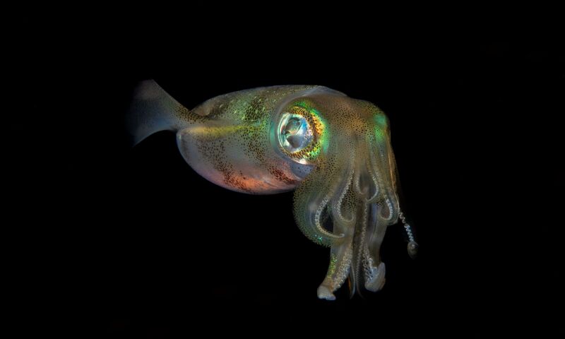 Bülent Şelli ile LEMBEH  Sualtı Fotoğrafında MAKRO Atölye Çalışması 