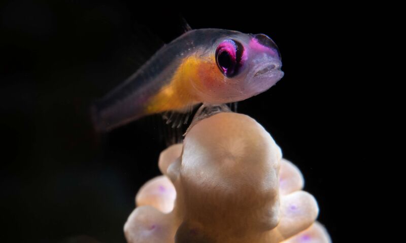 Bülent Şelli ile LEMBEH  Sualtı Fotoğrafında MAKRO Atölye Çalışması 