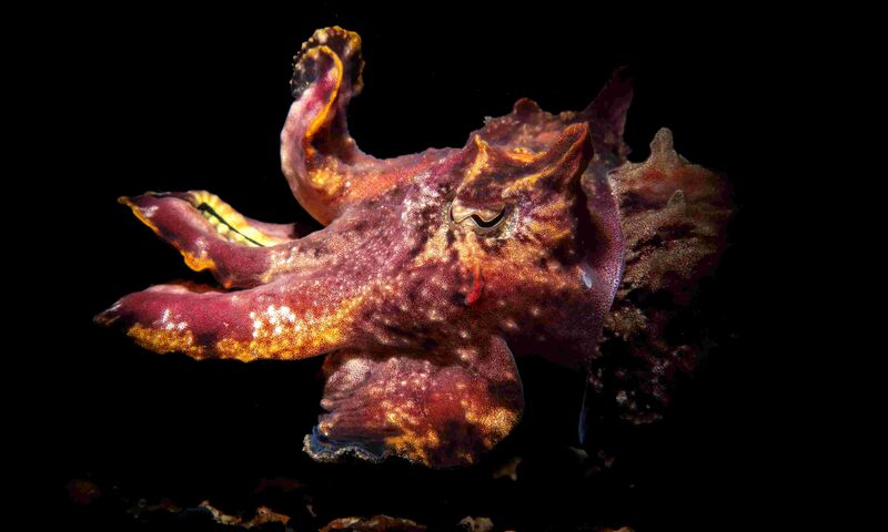 Bülent Şelli ile LEMBEH  Sualtı Fotoğrafında MAKRO Atölye Çalışması 