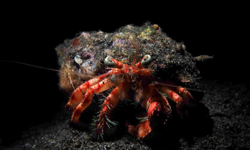 Bülent Şelli ile LEMBEH  Sualtı Fotoğrafında MAKRO Atölye Çalışması 