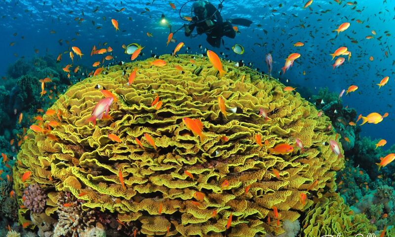 Sharm El-Sheikh Dalış Turu