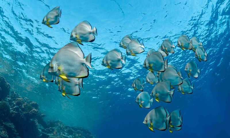 Sharm El-Sheikh Dalış Turu