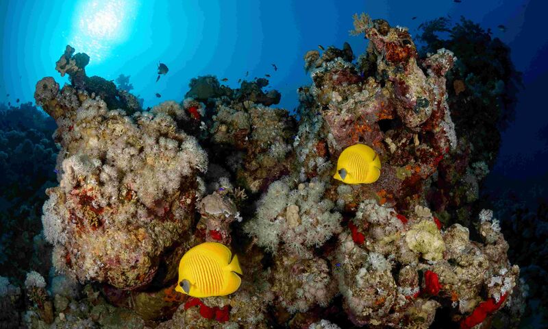 Sharm El-Sheikh Dalış Turu