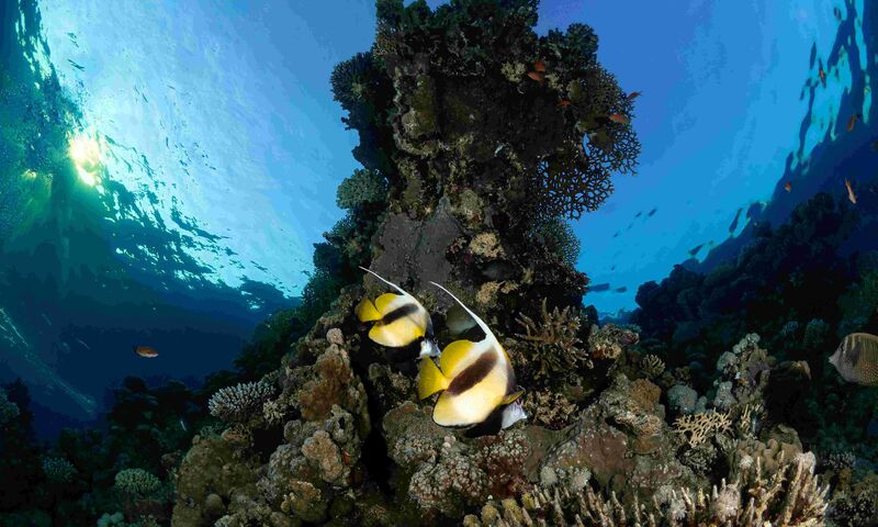 Sharm El-Sheikh Dalış Turu