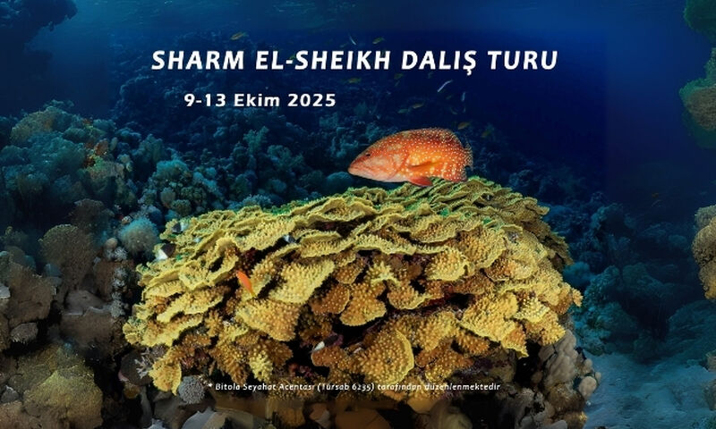 Sharm El-Sheikh Dalış Turu