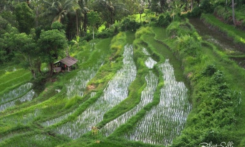 Seray AK ve Bülent ŞELLİ ile Bali Fotoğraf Turu