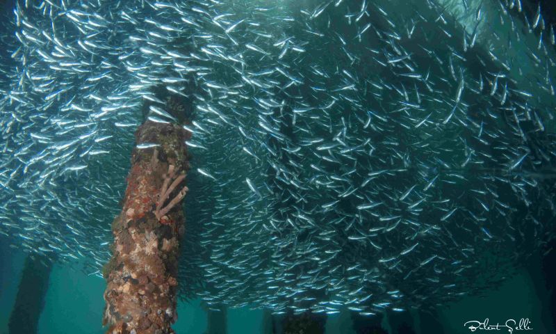 Ürdün Dalış ve Kültür Turu