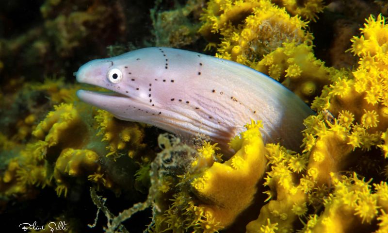 Ürdün Dalış ve Kültür Turu