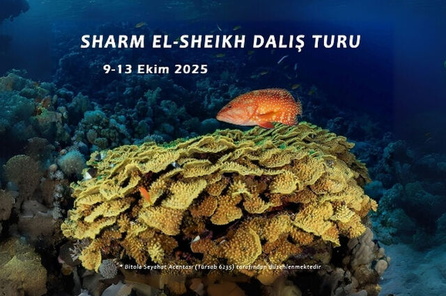 Sharm El-Sheikh Dalış Turu