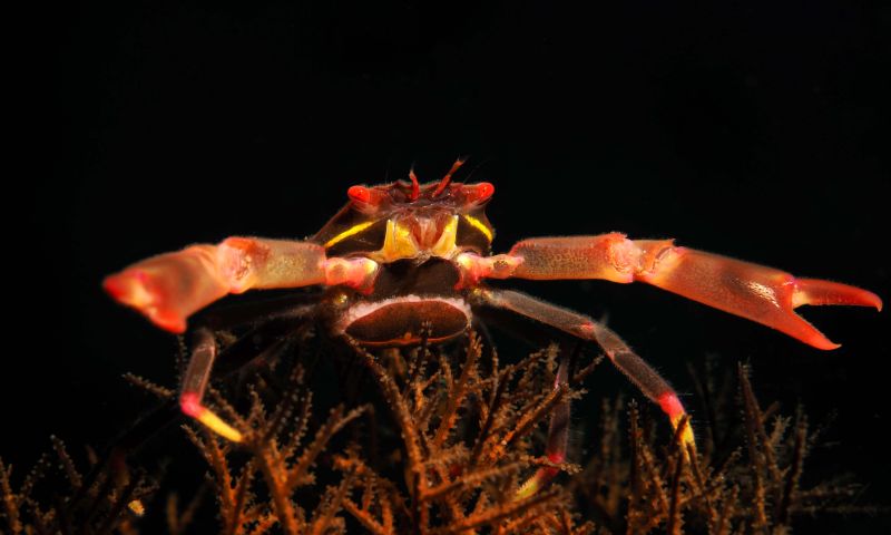 Bülent Şelli İle Anilao Sualtı Fotoğrafında MAKRO Atölye Çalışması