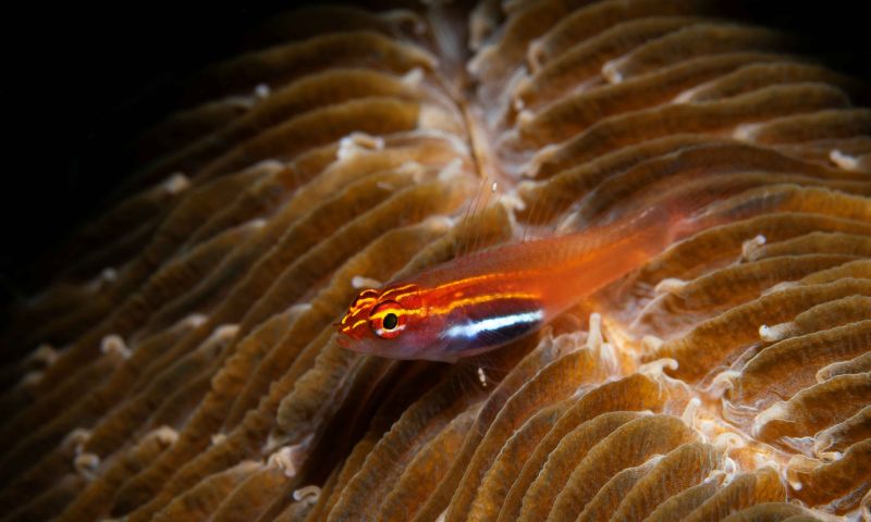 Bülent Şelli İle Anilao Sualtı Fotoğrafında MAKRO Atölye Çalışması