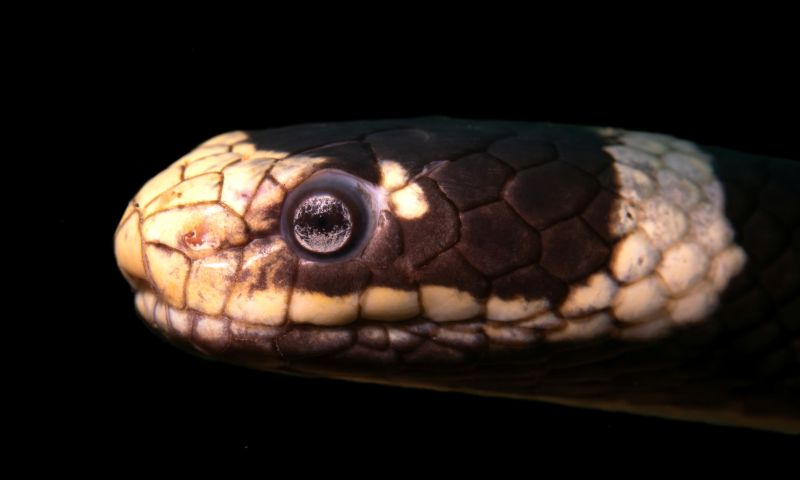 Bülent Şelli İle Anilao Sualtı Fotoğrafında MAKRO Atölye Çalışması