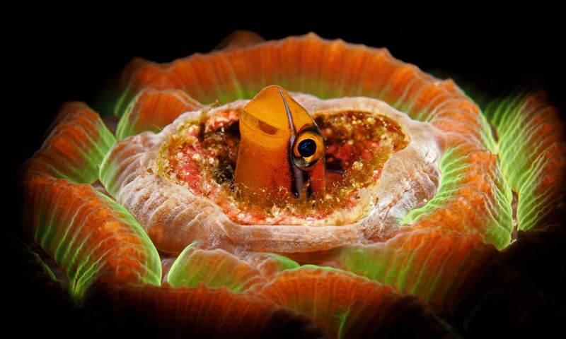 Bülent Şelli İle Anilao Sualtı Fotoğrafında MAKRO Atölye Çalışması