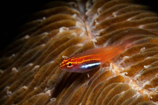 Bülent Şelli İle Anilao Sualtı Fotoğrafında MAKRO Atölye Çalışması