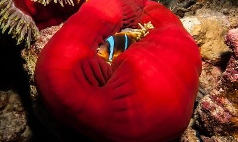 Kızıldeniz Sharm El Sheikh Dalış Turu