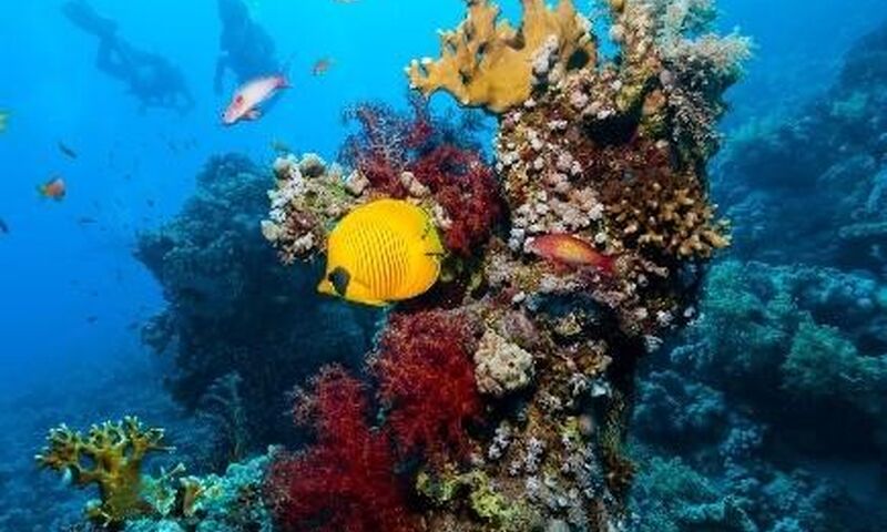 Kızıldeniz Sharm El Sheikh Dalış Turu