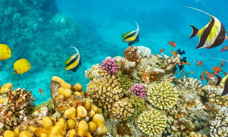 Kızıldeniz Sharm El Sheikh Dalış Turu