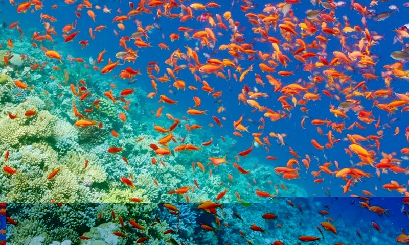Kızıldeniz Sharm El Sheikh Dalış Turu