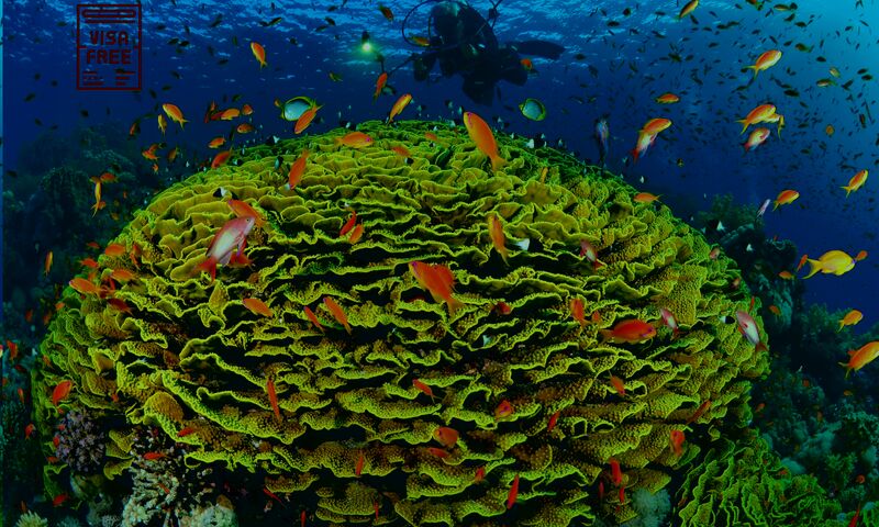 Kızıldeniz Sharm El Sheikh Dalış Turu
