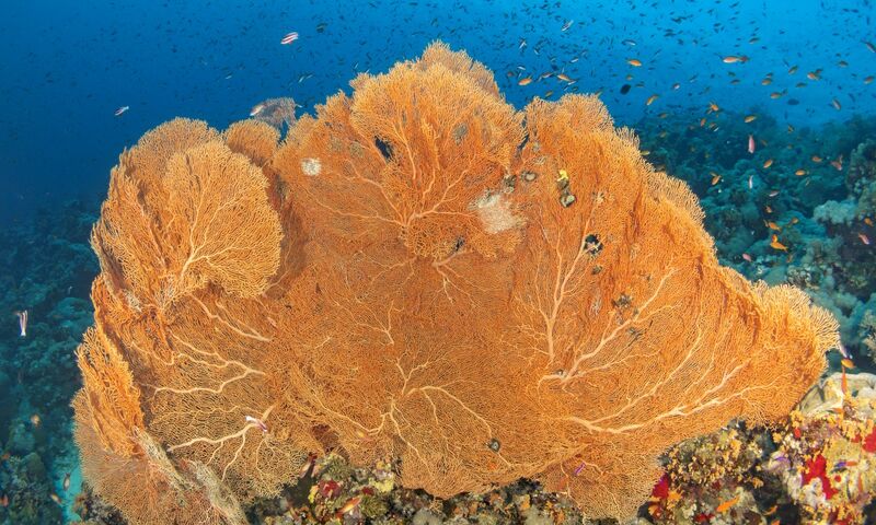 Kızıldeniz Sharm El Sheikh Dalış Turu