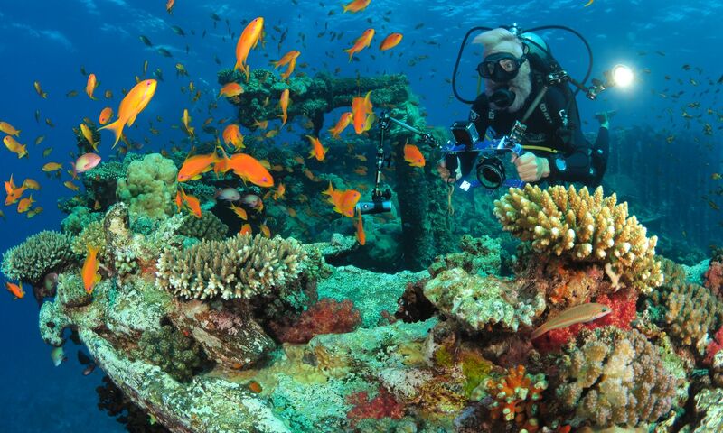 Kızıldeniz Sharm El Sheikh Dalış Turu