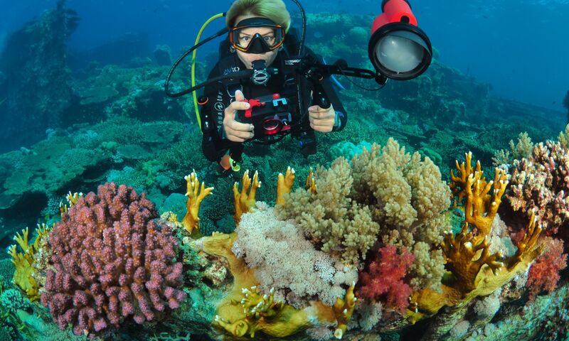 Kızıldeniz Sharm El Sheikh Dalış Turu