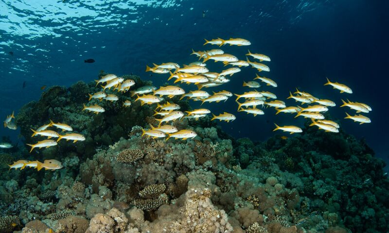 Kızıldeniz Sharm El Sheikh Dalış Turu