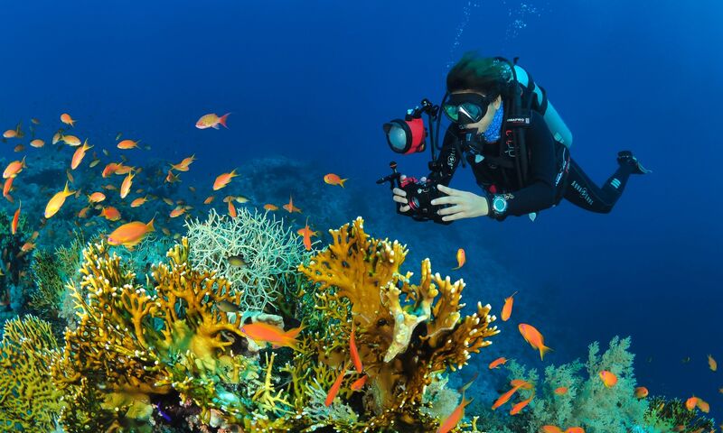 Kızıldeniz Sharm El Sheikh Dalış Turu