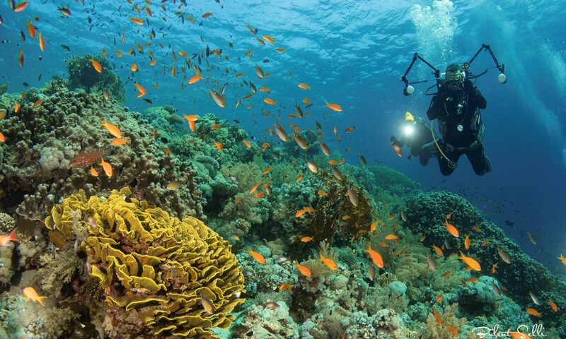 Kızıldeniz Sharm El Sheikh Dalış Turu