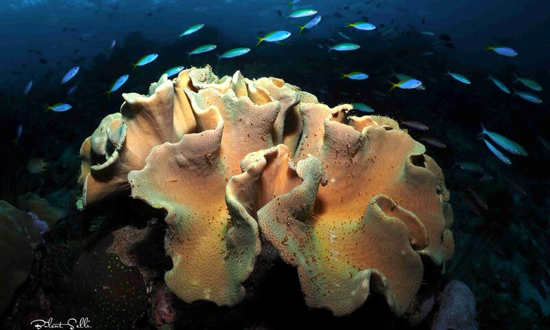 Raja Ampat Dalış Turu