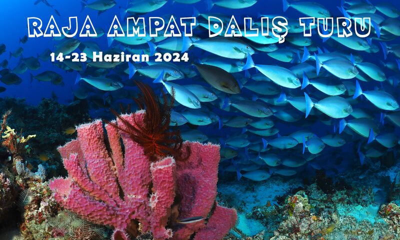 Raja Ampat Dalış Turu