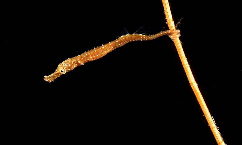 Bülent Şelli ile Lembeh Sualtında Makro Atölye Çalışması