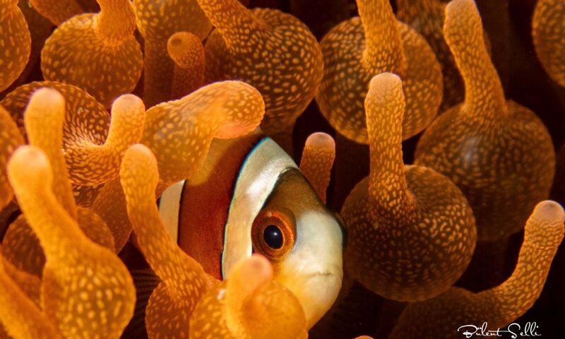 Bülent Şelli ile Lembeh Sualtında Makro Atölye Çalışması