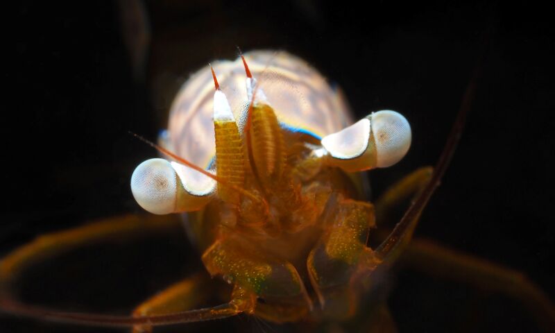 Bülent Şelli ile Lembeh Sualtında Makro Atölye Çalışması