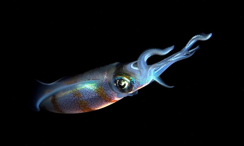 Bülent Şelli ile Lembeh Sualtında Makro Atölye Çalışması