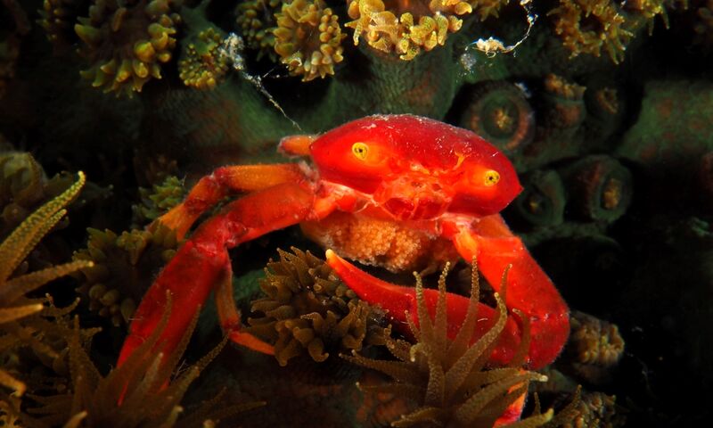 Bülent Şelli ile Lembeh Sualtında Makro Atölye Çalışması