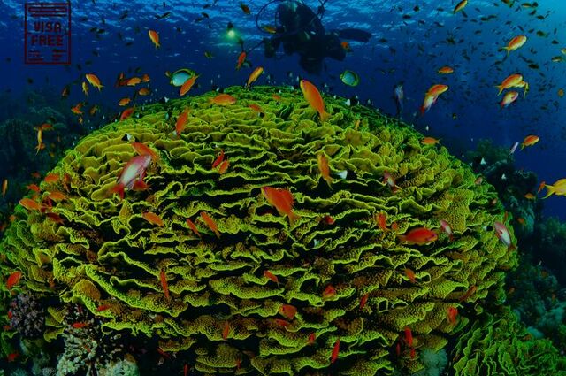 Kızıldeniz Sharm El Sheikh Dalış Turu